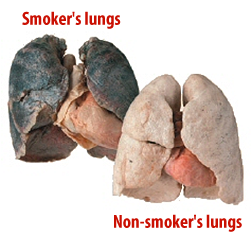 effect of smoking on lungs